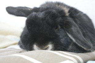 rabbitz in yo bed